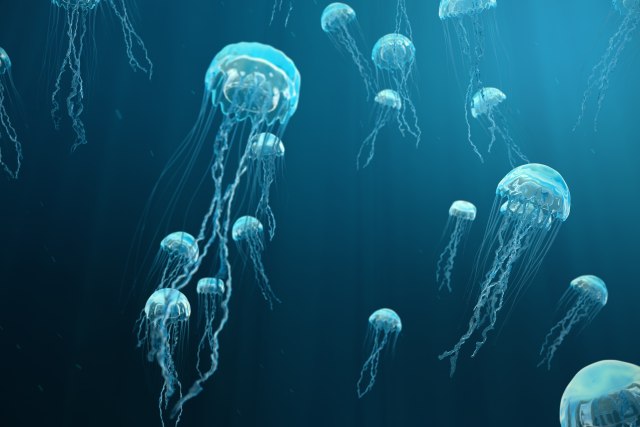 Opekotine od meduze: Šta da radimo?
